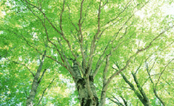 地球に優しいエコな乗り物