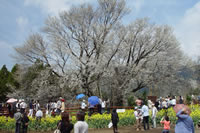 一心行の大桜