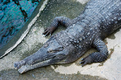 熱川バナナ・ワニ園